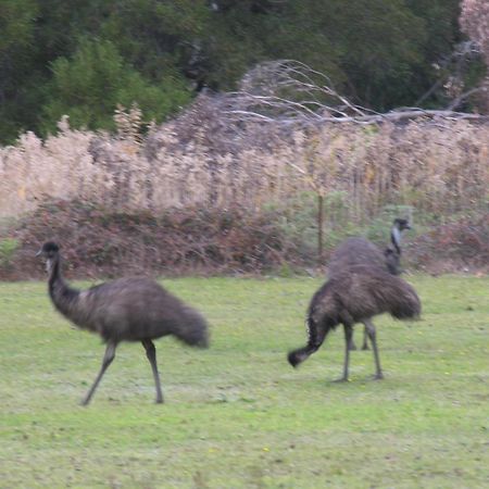 The Grampians Motel Холс Гап Екстериор снимка